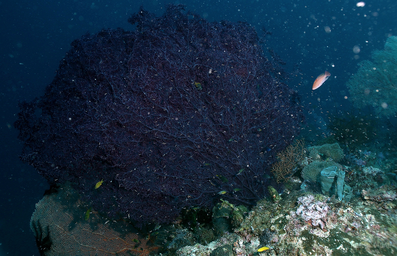 Raja Ampat 2016 - Corail - Gorgone - IMG_4066_rc.jpg